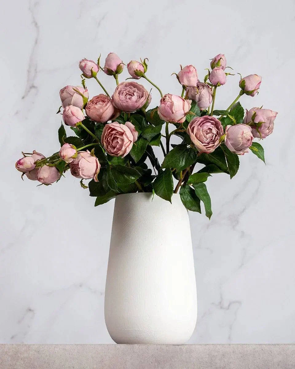 Mauve English Rose Stem - Prestige Range - Image 4