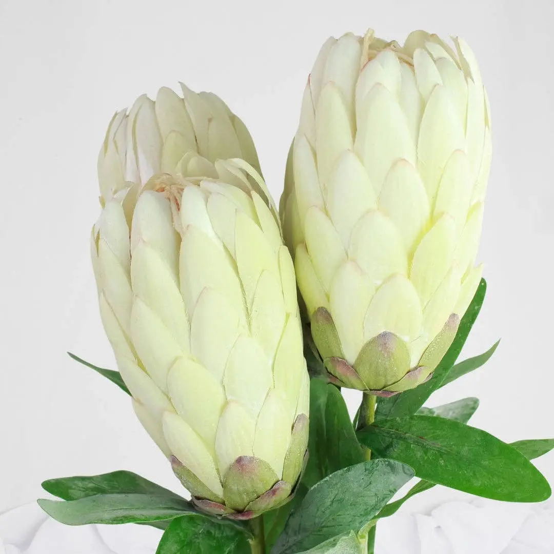 Protea Stem White Each Stem  - Realistic Artificial Flowers - Image 3