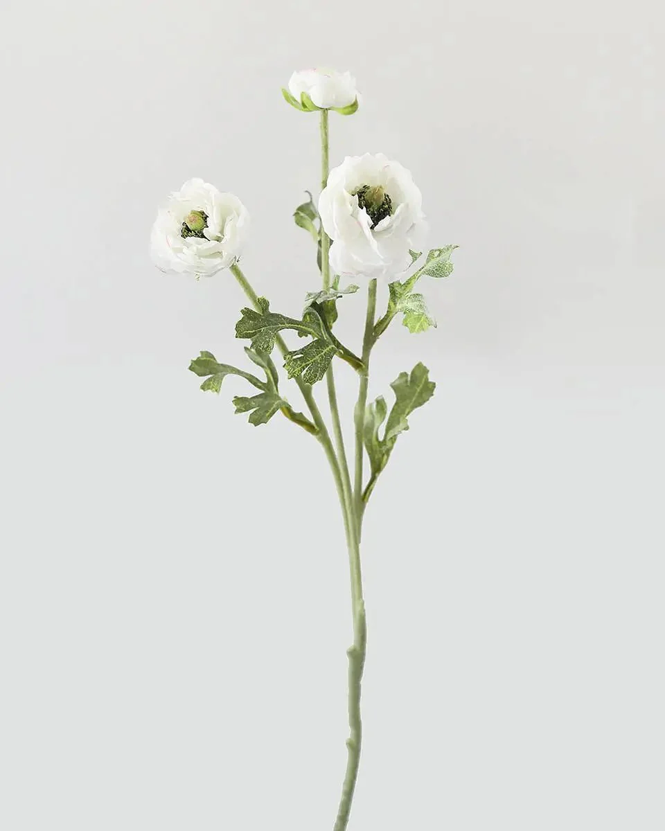 White Ranunculus Stem - Prestige Range