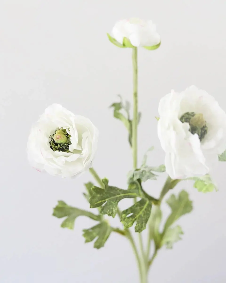 White Ranunculus Stem - Prestige Range - Image 4